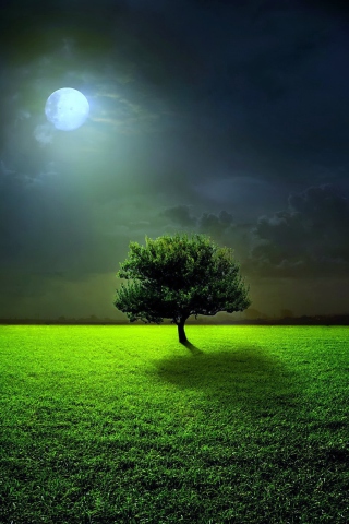Sfondi Evening With Lonely Tree 320x480