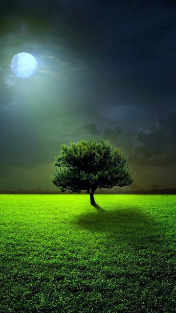 Fondo de pantalla Evening With Lonely Tree 360x640