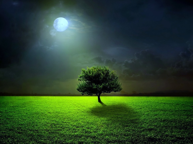 Evening With Lonely Tree wallpaper 640x480