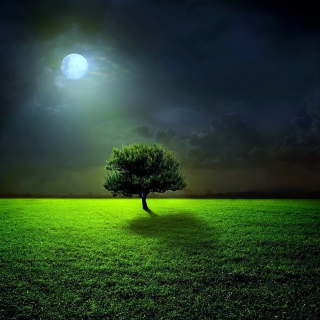 Kostenloses Evening With Lonely Tree Wallpaper für 1024x1024