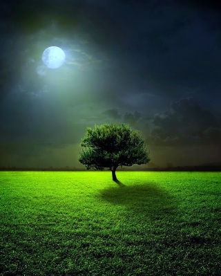 Evening With Lonely Tree - Obrázkek zdarma pro 768x1280