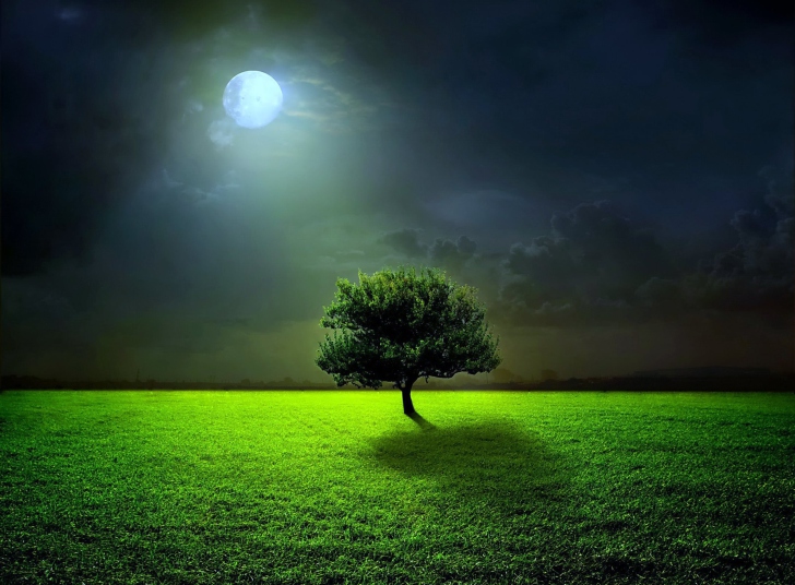 Das Evening With Lonely Tree Wallpaper