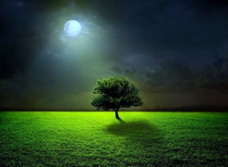 Evening With Lonely Tree - Obrázkek zdarma 