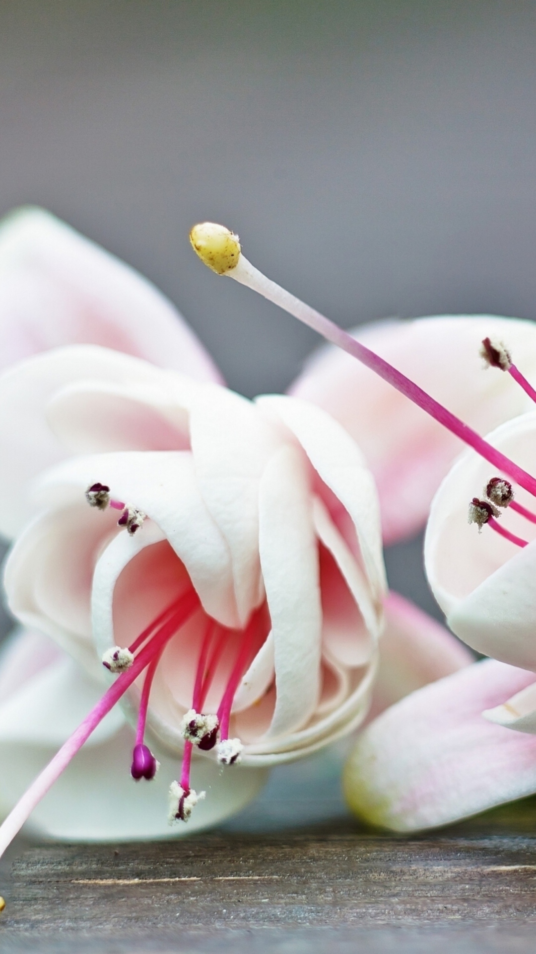 Sfondi Fuchsia Flower 1080x1920