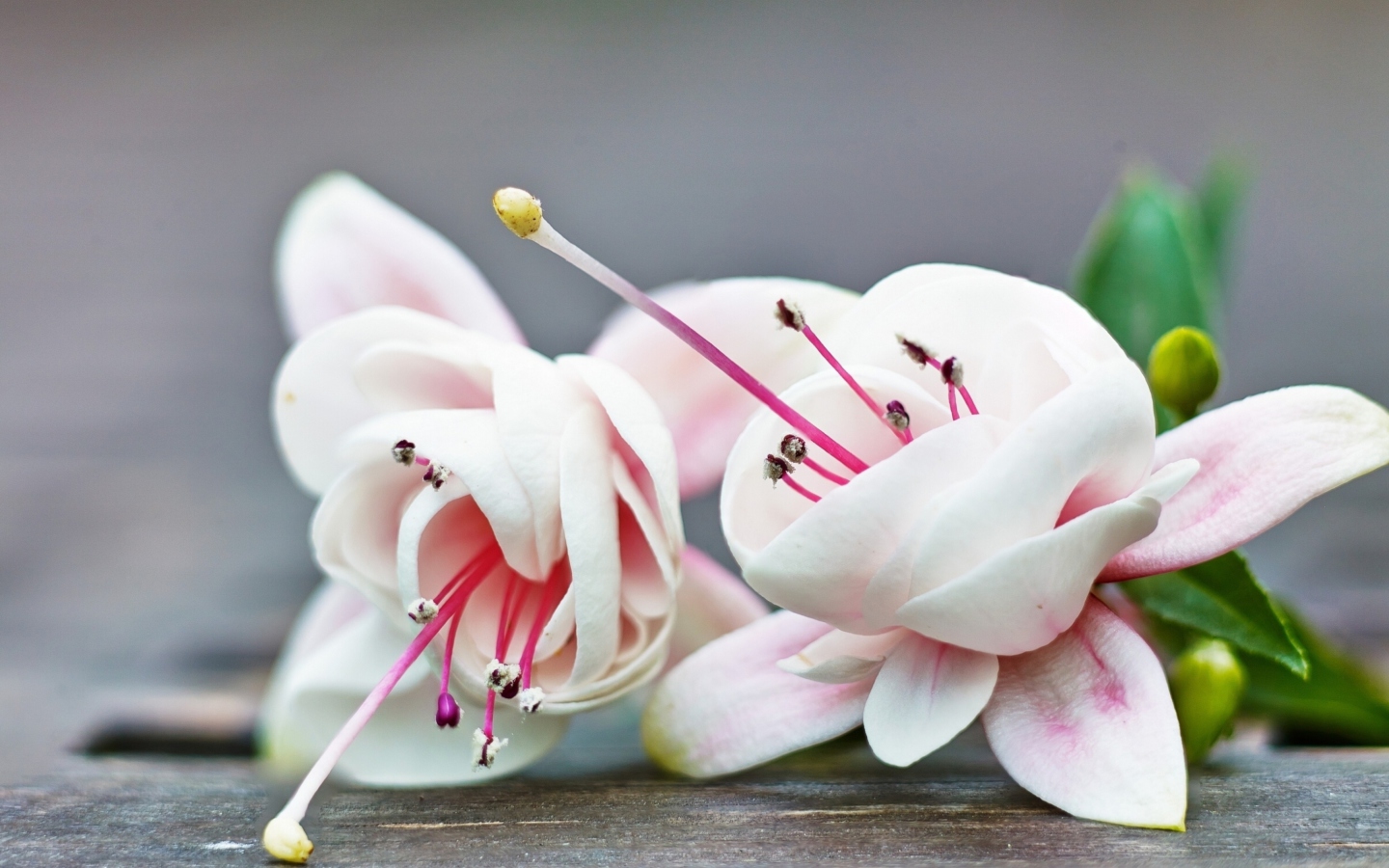Fondo de pantalla Fuchsia Flower 1440x900