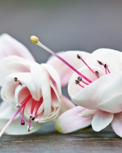 Fuchsia Flower screenshot #1 176x220