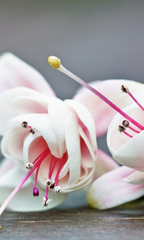 Fondo de pantalla Fuchsia Flower 480x800