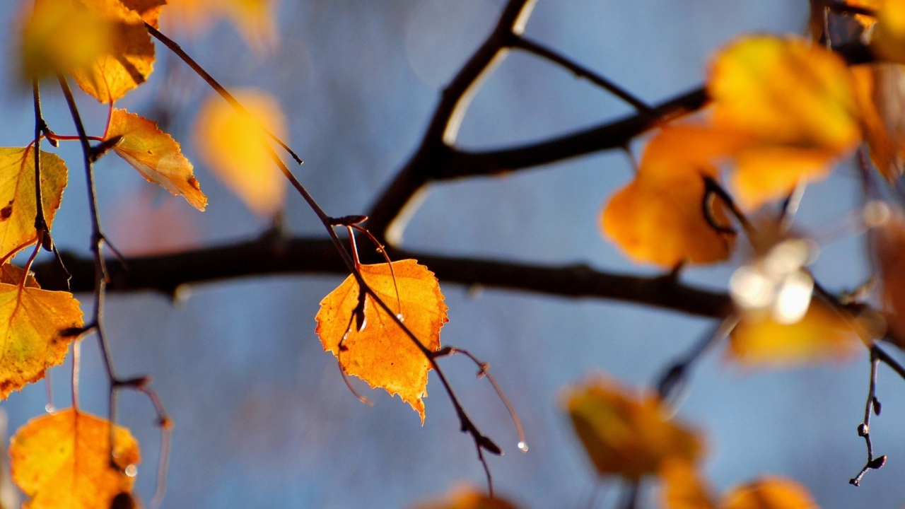 Fondo de pantalla Yellow Leaves 1280x720