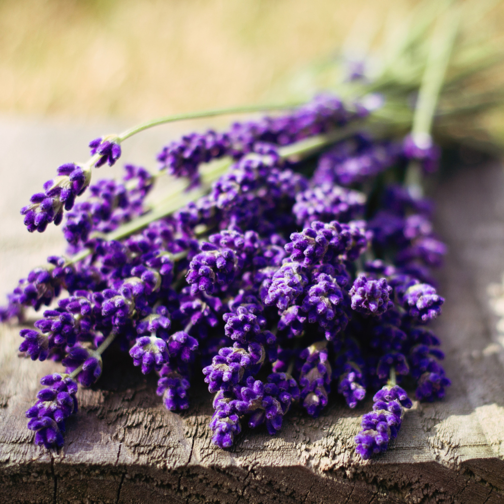 Fondo de pantalla Lovely Lavender Bouquet 1024x1024