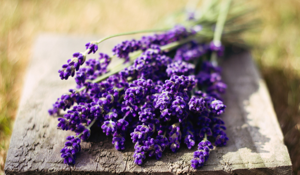Fondo de pantalla Lovely Lavender Bouquet 1024x600