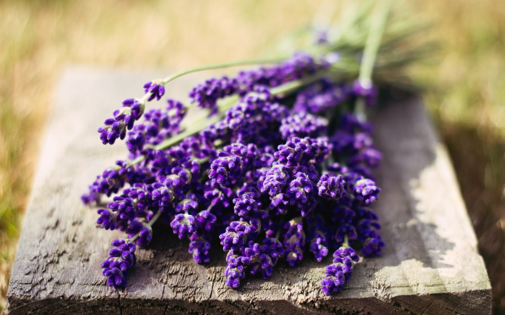Screenshot №1 pro téma Lovely Lavender Bouquet 1680x1050
