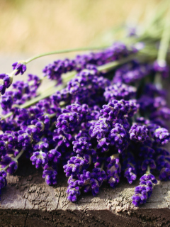 Screenshot №1 pro téma Lovely Lavender Bouquet 240x320