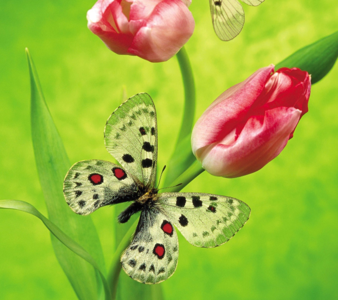 Sfondi Butterfly On Red Tulip 1080x960