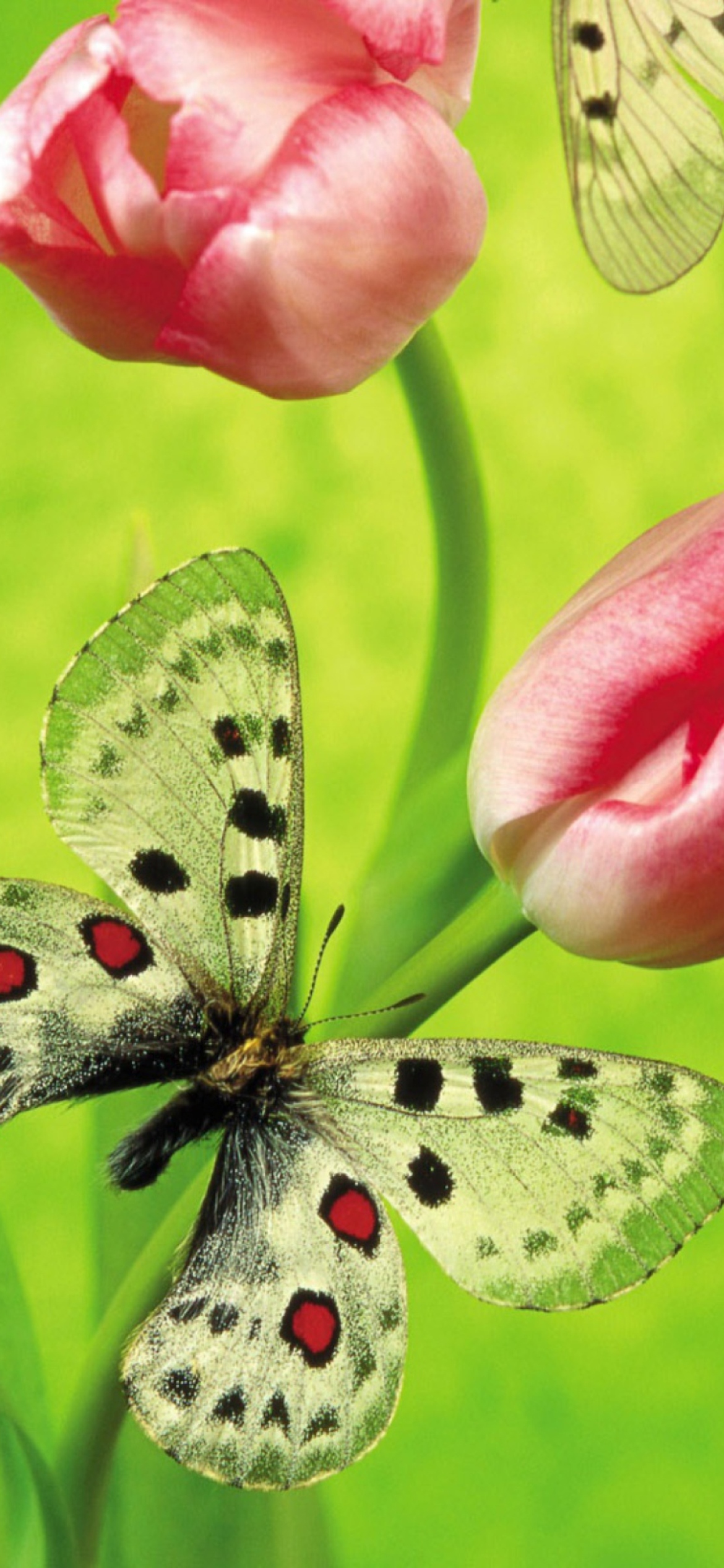 Butterfly On Red Tulip wallpaper 1170x2532