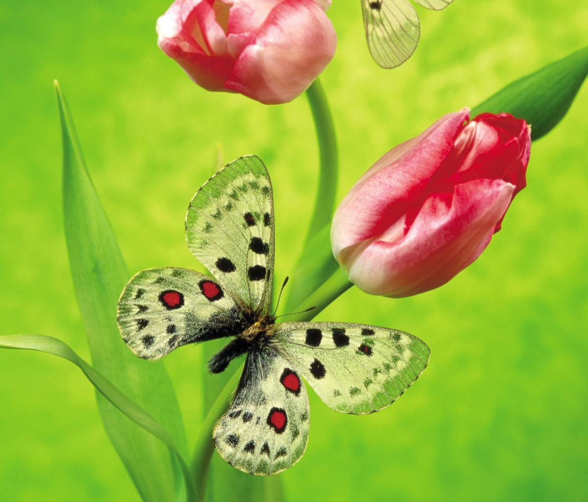 Butterfly On Red Tulip wallpaper 1200x1024