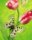 Das Butterfly On Red Tulip Wallpaper 128x160