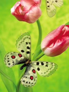 Butterfly On Red Tulip wallpaper 240x320