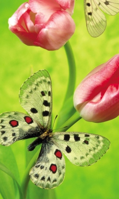 Das Butterfly On Red Tulip Wallpaper 240x400