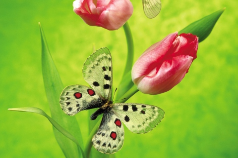 Das Butterfly On Red Tulip Wallpaper 480x320
