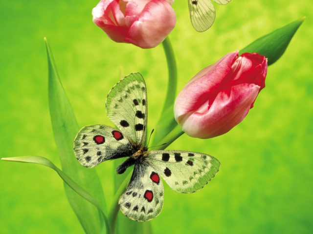 Fondo de pantalla Butterfly On Red Tulip 640x480