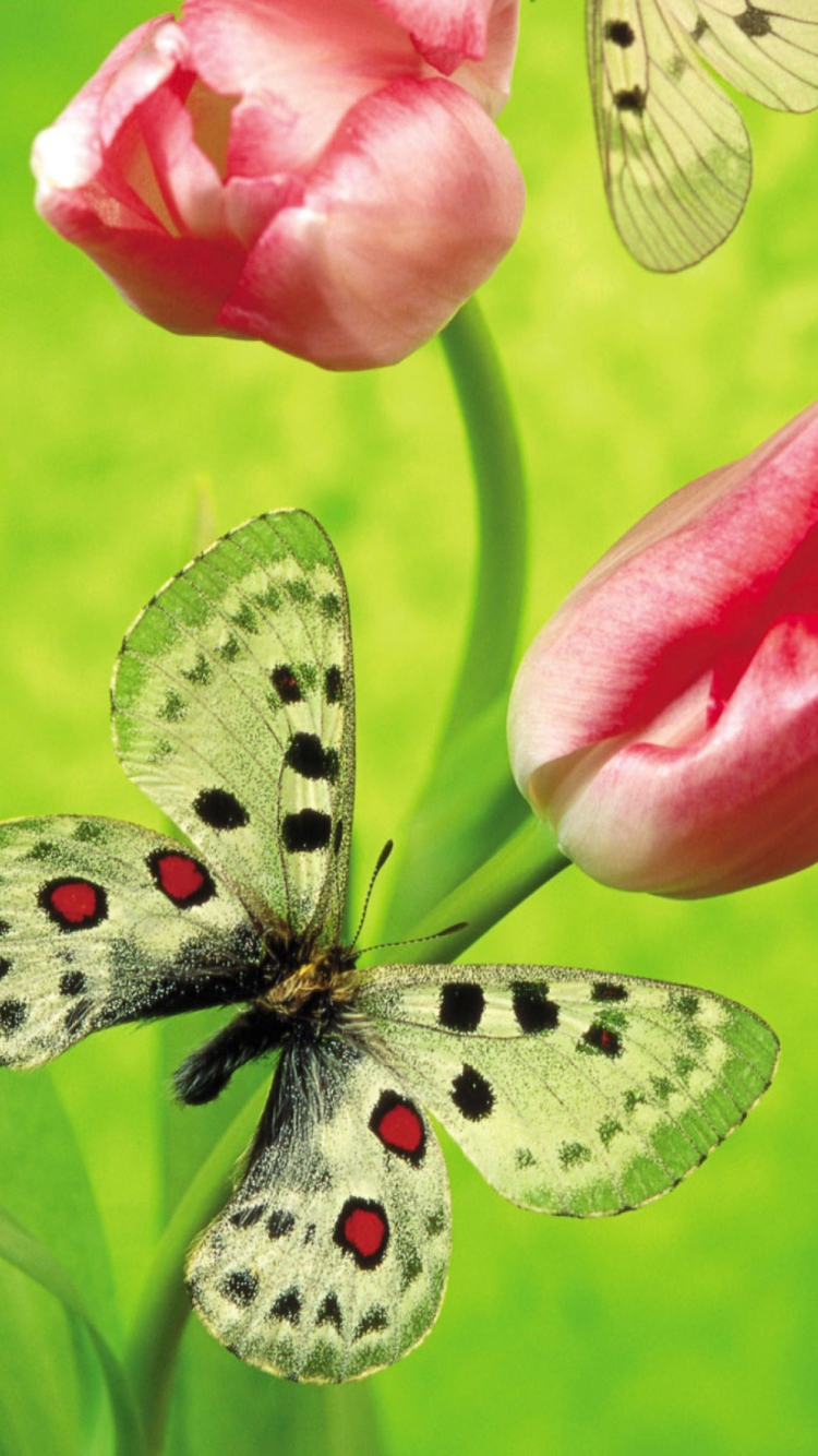 Butterfly On Red Tulip wallpaper 750x1334