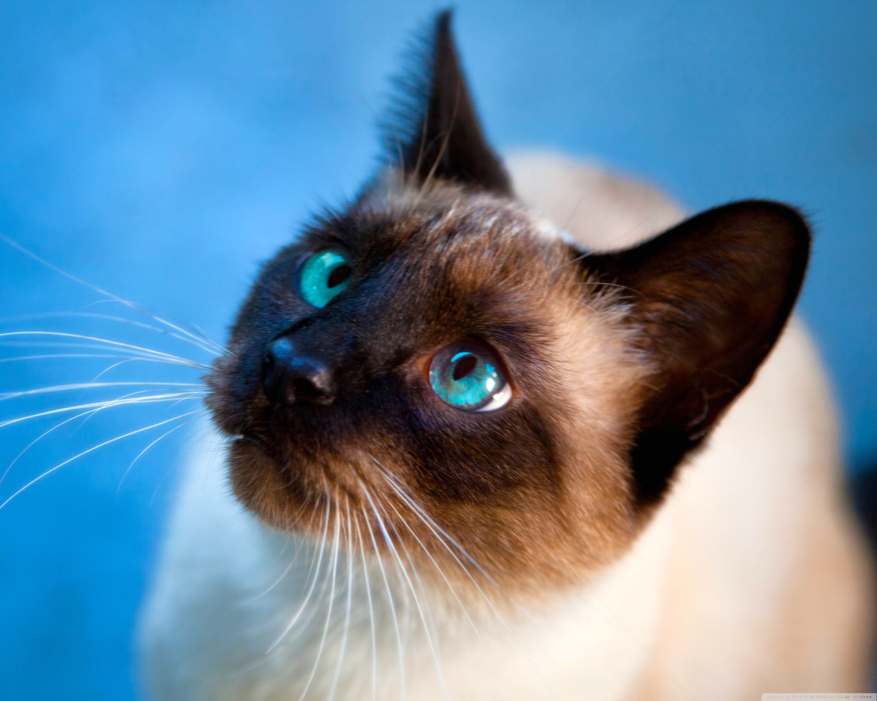 Обои Cat With Blue Eyes 1280x1024