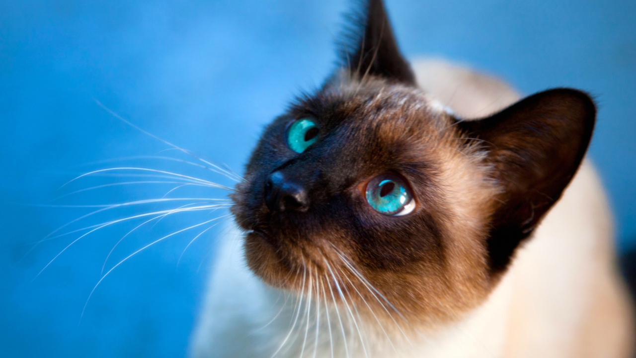 Обои Cat With Blue Eyes 1280x720