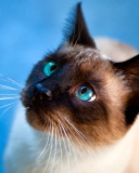 Screenshot №1 pro téma Cat With Blue Eyes 128x160