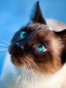 Cat With Blue Eyes screenshot #1 132x176