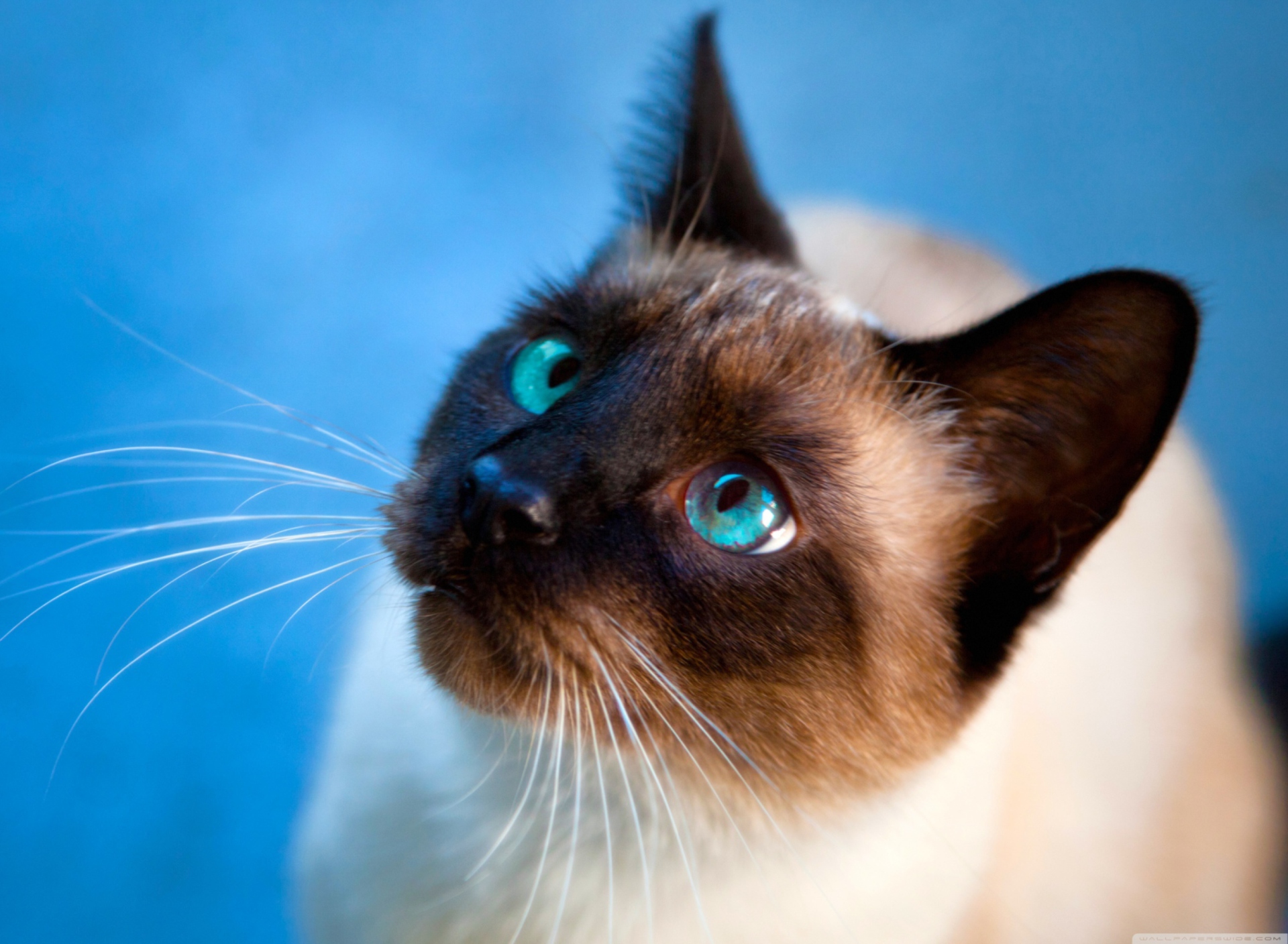 Обои Cat With Blue Eyes 1920x1408