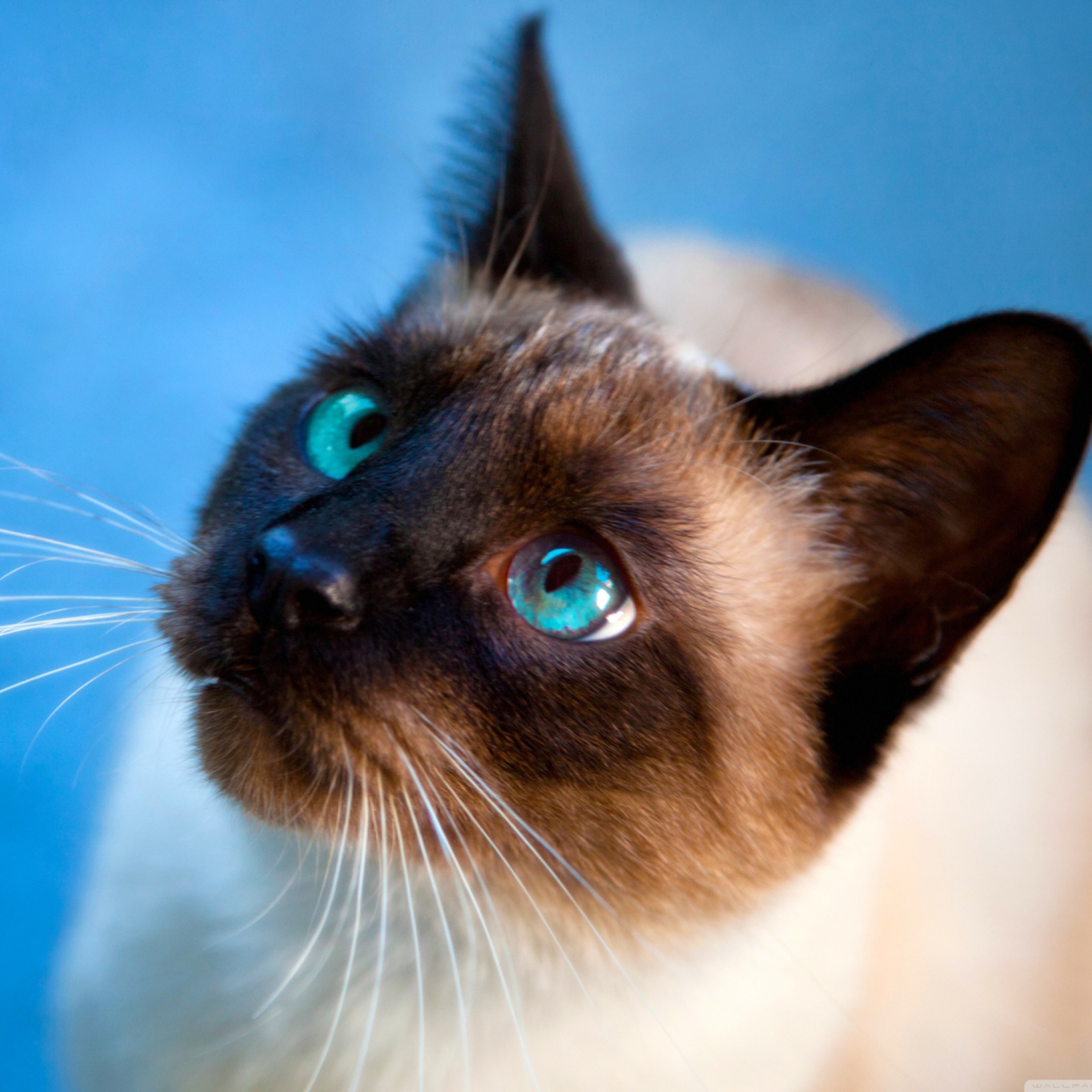 Sfondi Cat With Blue Eyes 2048x2048