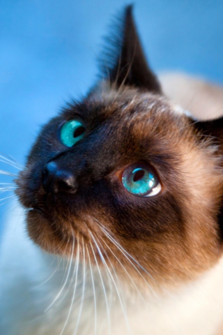 Das Cat With Blue Eyes Wallpaper 320x480