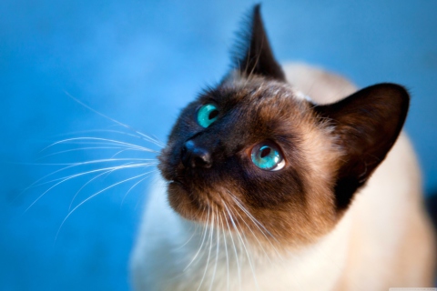 Cat With Blue Eyes wallpaper 480x320