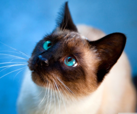 Fondo de pantalla Cat With Blue Eyes 480x400