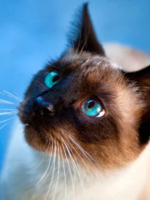 Fondo de pantalla Cat With Blue Eyes 480x640