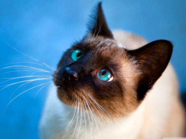 Обои Cat With Blue Eyes 640x480