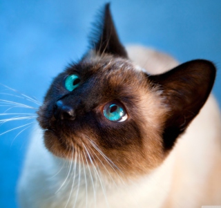 Cat With Blue Eyes - Fondos de pantalla gratis para 208x208