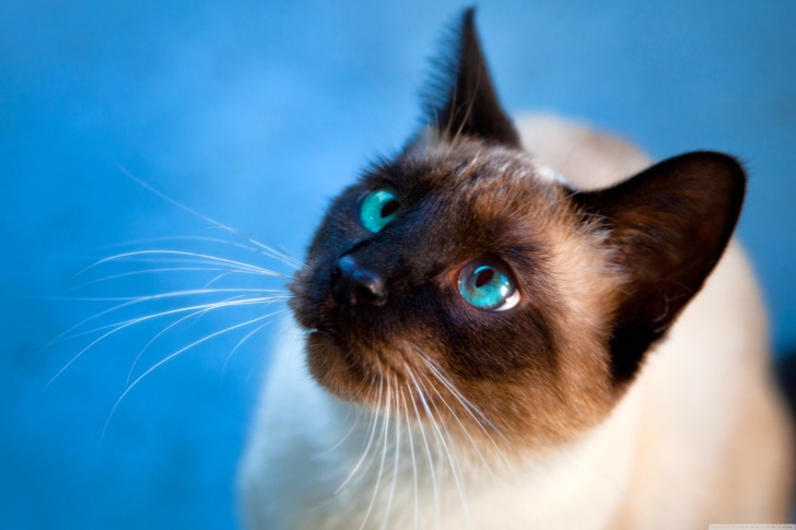 Fondo de pantalla Cat With Blue Eyes