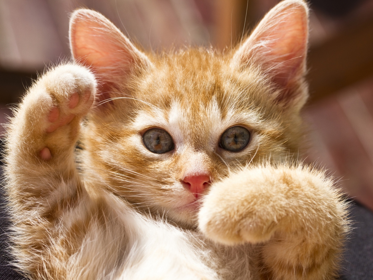 Redhead Kitty Paws wallpaper 1280x960