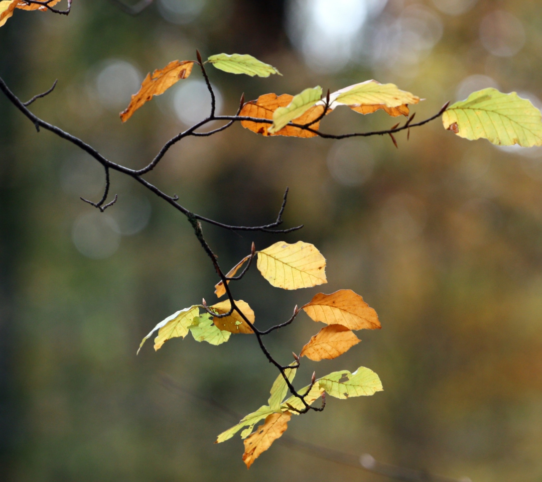 Sfondi Autumn Twig 1080x960
