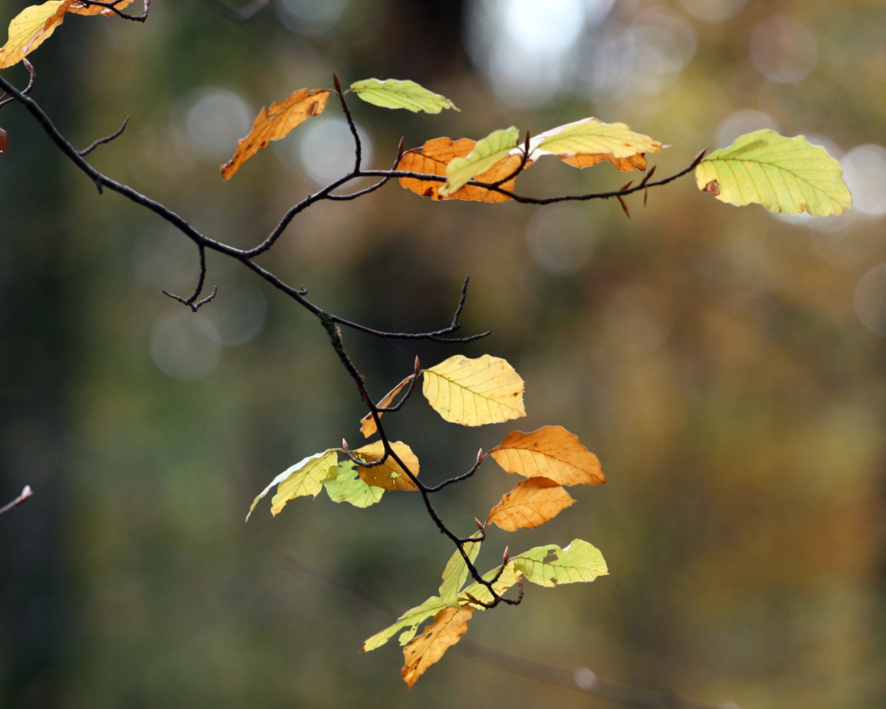 Autumn Twig screenshot #1 1280x1024
