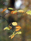 Sfondi Autumn Twig 132x176