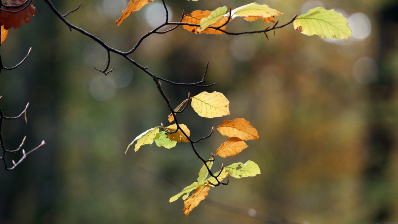 Sfondi Autumn Twig 1366x768