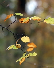 Обои Autumn Twig 176x220