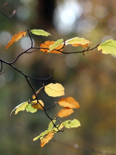 Обои Autumn Twig 240x320