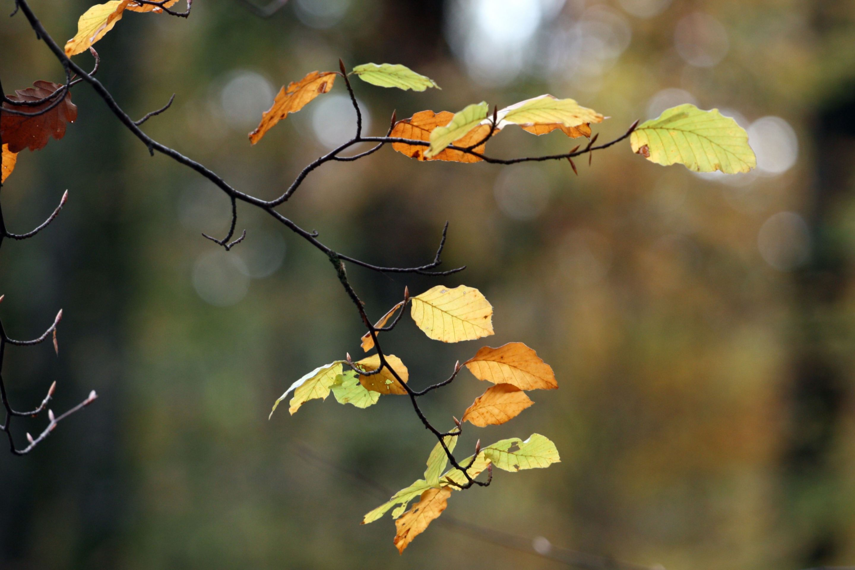 Das Autumn Twig Wallpaper 2880x1920