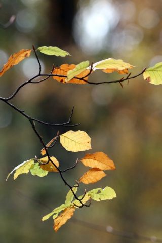 Sfondi Autumn Twig 320x480
