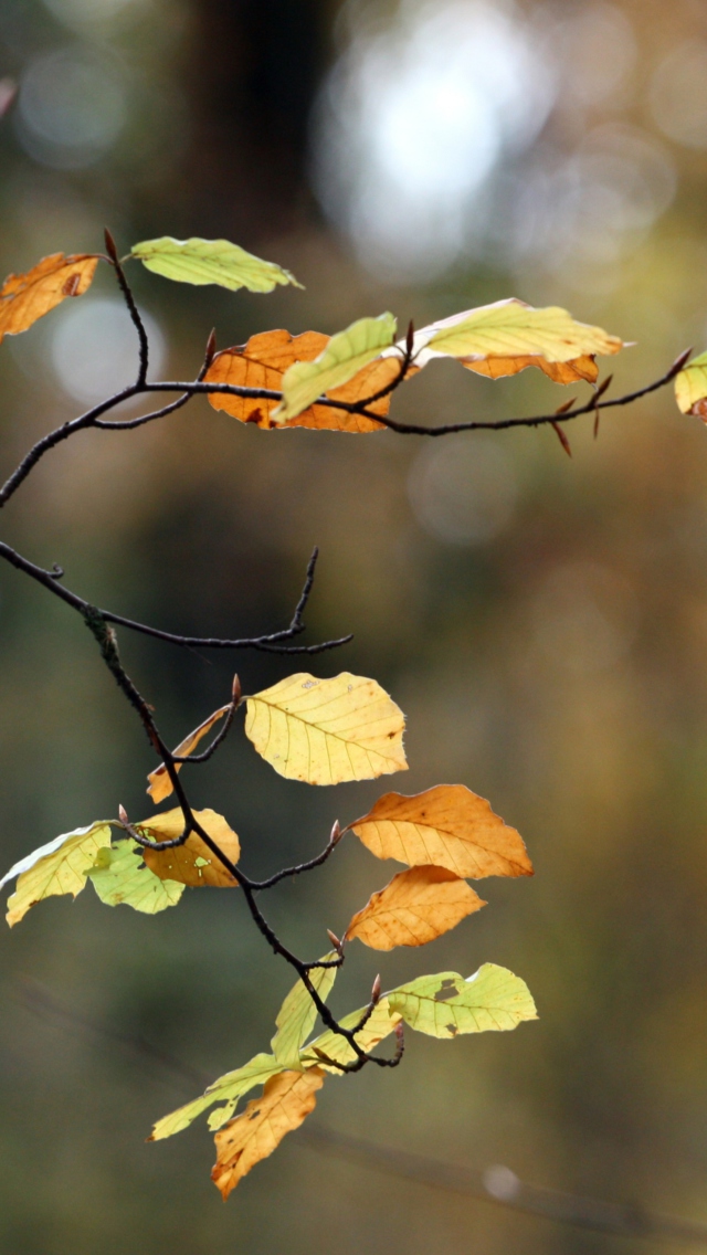 Das Autumn Twig Wallpaper 640x1136