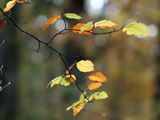 Autumn Twig wallpaper 640x480