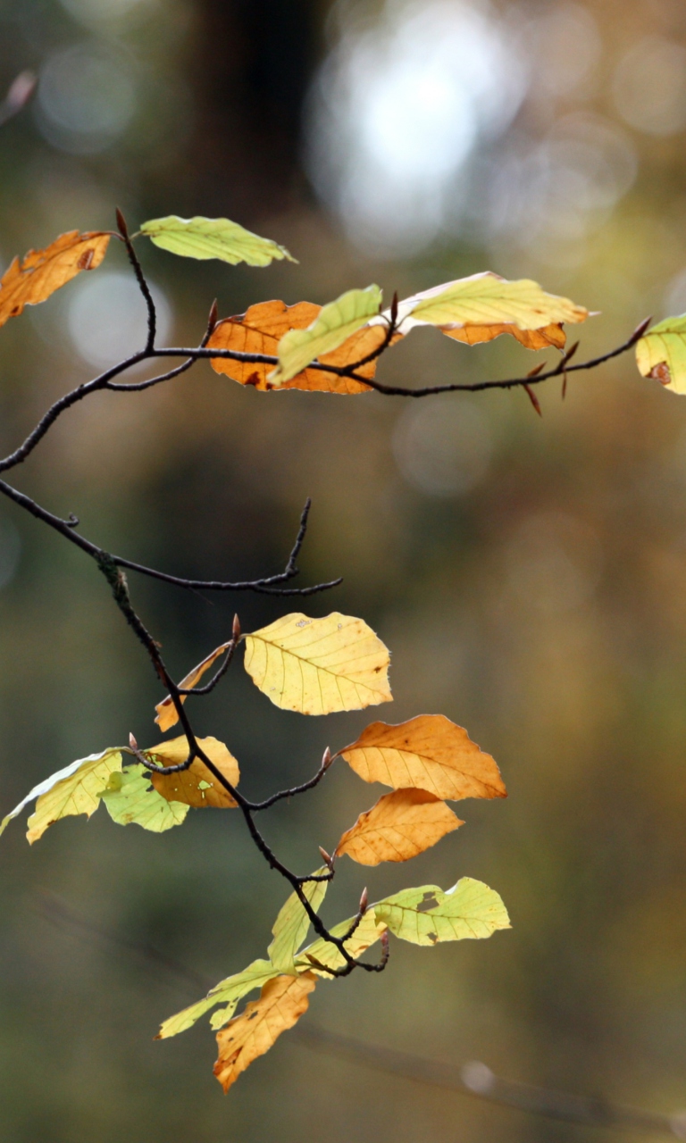 Autumn Twig wallpaper 768x1280